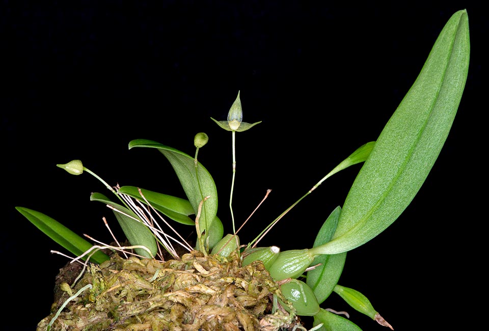 Il Bulbophyllum aphanopetalum è un’epifita delle dense ed umide foreste delle isole Fiji, Nuova Caledonia e Nuova Guinea © Giuseppe Mazza