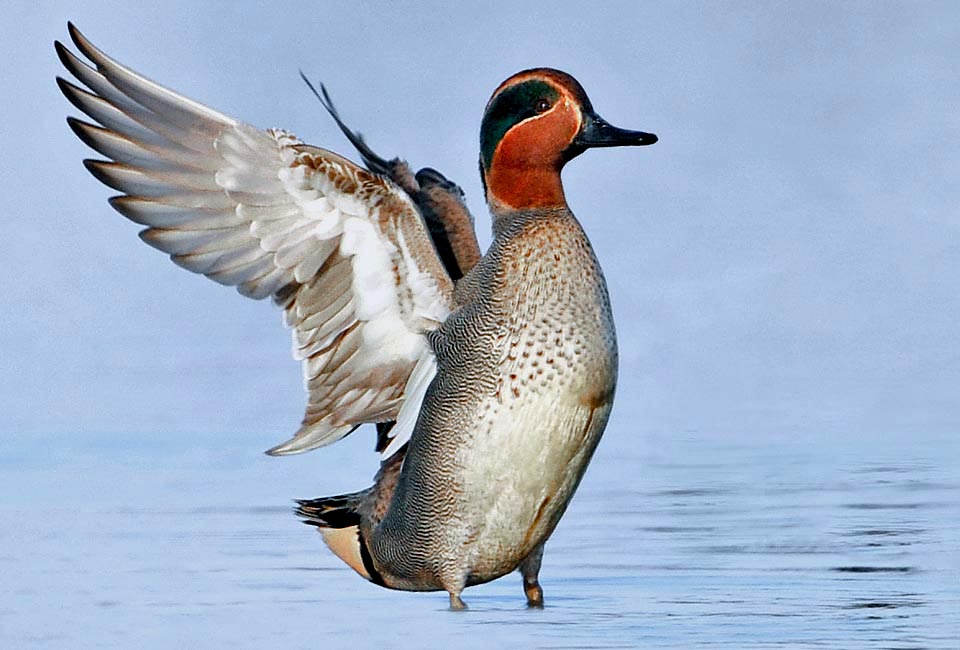 A duck wings? These, narrow and pointed are hawk wings! With a weight of 350 g and 70 cm of wingspan, Anas crecca is the smallest and the most agile palearctic duck © Gianfranco Colombo 