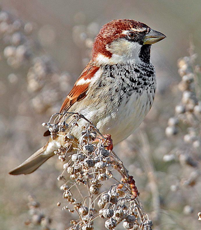 The Passer hispaniolensis male differs from Passer domesticus due to a vast and diffused black streak that from the lower mandible, where creates a very small gag, extends descending on the chest © Vincenzo Sciumè