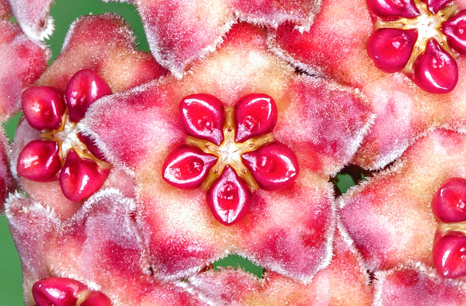 Les inflorescences en ombelles, de 12-15 cm, portent jusqu’à 25 fleurs de 1,5-1,8 cm. Segments caractéristiques charnus sub-arrondis renfoncés, rose-intense et rouges © Giuseppe Mazza