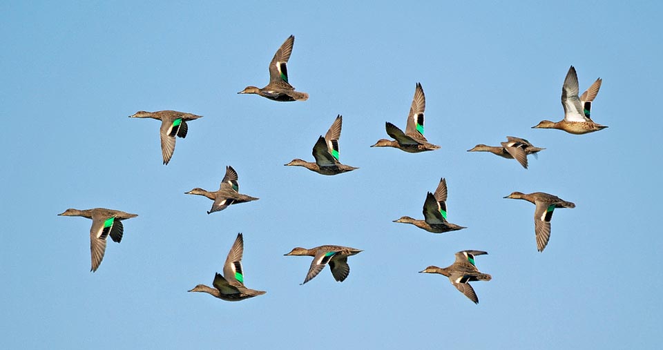 The nesting range is very vast. Covers almost all emerged lands above the 45° of latitude North, up to America, Asia and of Europe arctic coasts © Gianfranco Colombo 