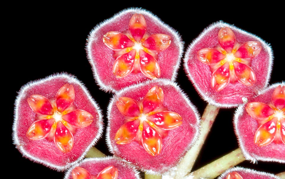 Rara en cultivo, muestra hasta 30 pequeñas e insólitas corolas reunidas en pirotécnicas inflorescencias en umbela © Giuseppe Mazza