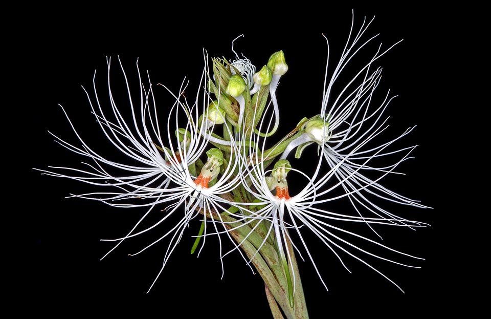 The showy inflorescence has 7-10 flowers that evoke the head bristling of snakes of the mythological Medusa © Giuseppe Mazza