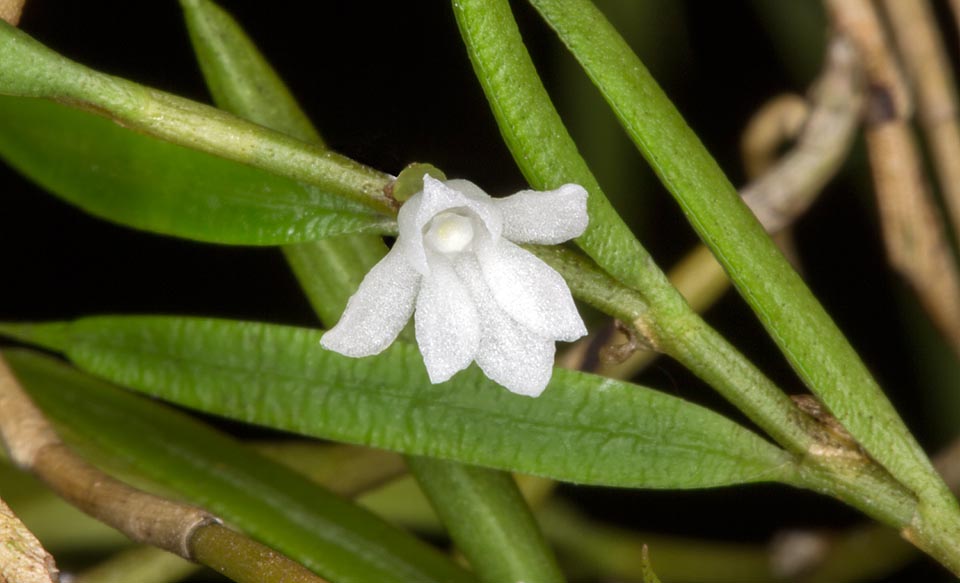 Epifita con fusti filiformi, ramificati e pendenti, di 25-35 cm. Infiorescenze subsessili, opposte alle foglie o lungo il fusto, costituite da un singolo minuscolo fiore profumato © Giuseppe Mazza