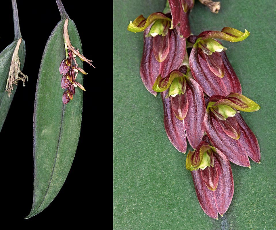 Nativa de Bolivia, Colombia, Costa Rica, Ecuador y Panamá, es rara en cultivo. Las inflorescencias terminales, con 5-7 minúsculas flores, muestran tonos pardo rojizos © Giuseppe Mazza