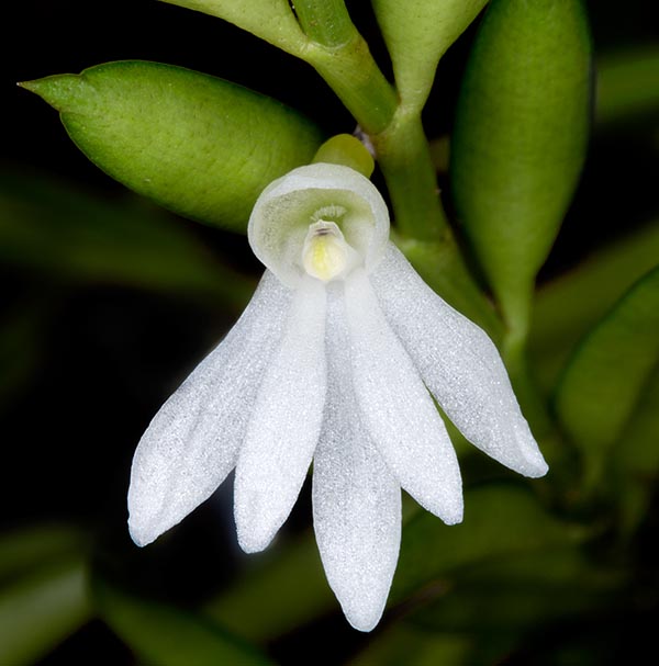 Inflorescencias subsésiles con una sola flor blanca de entre 1,3 y 1,5 cm de diámetro © Giuseppe Mazza