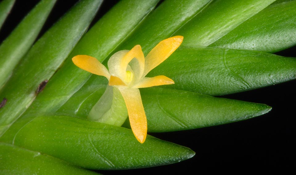 Los tallos llegan a los 60 cm, curvados o pendientes bajo el peso de las hojas carnosas imbricadas, muy decorativas. Las pequeñas flores, aisladas, no superan 1 cm © Giuseppe Mazza