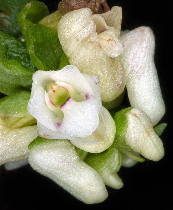 Inflorescences de 1-1,5 cm, à 2-10 petites fleurs rapprochées de 0,5 cm fleurissant en succession. Dents recourbées, semblables à des cornes, sur les côtés de la colonne, comme l’indique le nom donné par Blume à l’espèce. Le jus extrait des tiges est utilisé dans les soins des panaris © Mazza