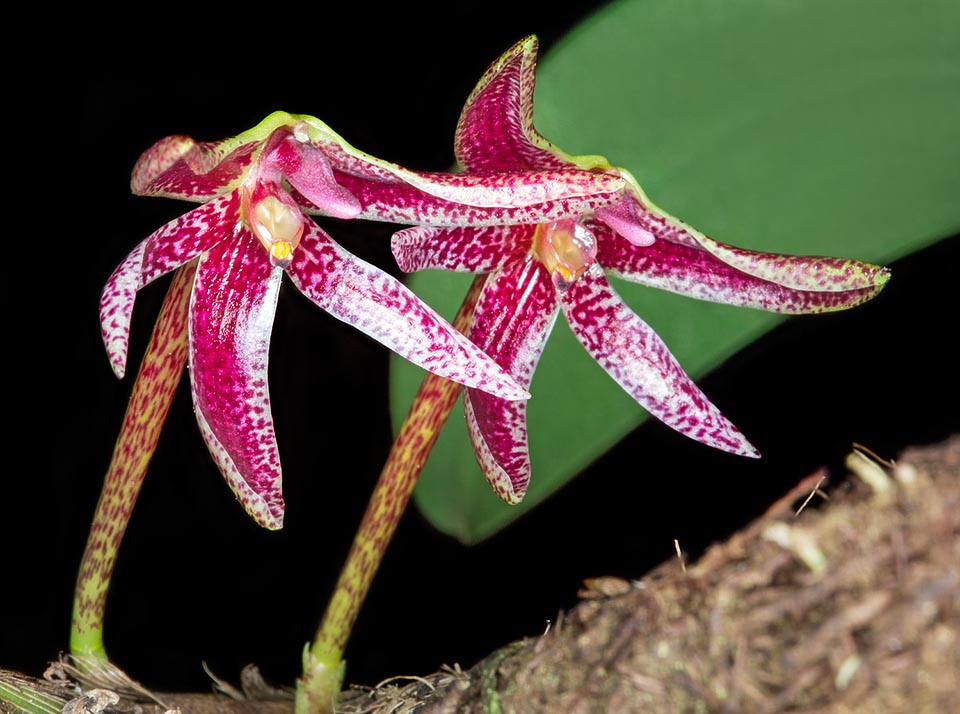 Les fleurs émettent un parfum agréable qui attire les mâles de certaines mouches des fruits, les piége et les force à recueillir les sacs polliniques © Giuseppe Mazza