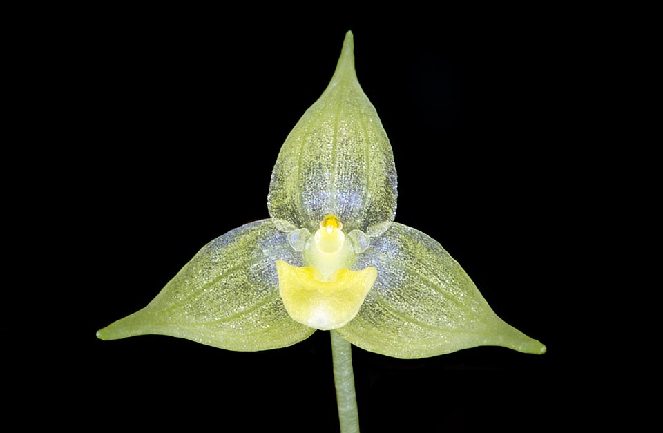 Orquídea miniatura, forma pequeñas matas compactas, con numerosas flores solitarias de alrededor de 1,8 cm de diámetro © Giuseppe Mazza