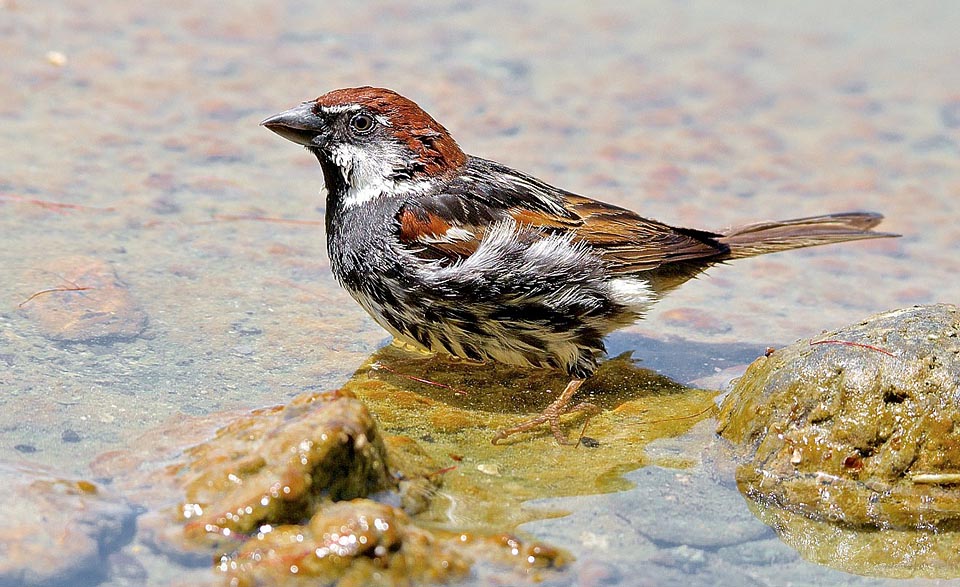 Passer hispaniolensis maschio con striature dense