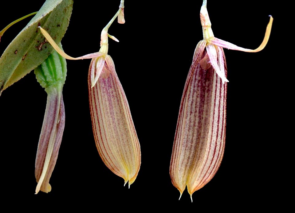 La parte más vistosa de la flor la constituyen los sépalos laterales, de alrededor de 2,3 cm de largo, estriados de púrpura y unidos casi a todo lo largo © Wiel Driessen 