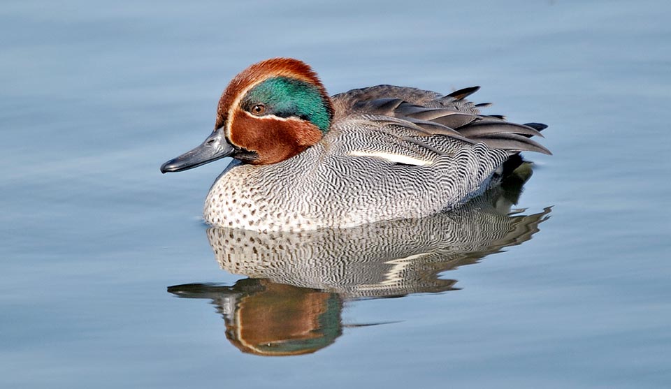 En période de reproduction le mâle est une vraie palette de couleur. Il y a un important dimorphisme sexuel qui disparaît presque complètement en phase d’éclipse © Gianfranco Colombo 