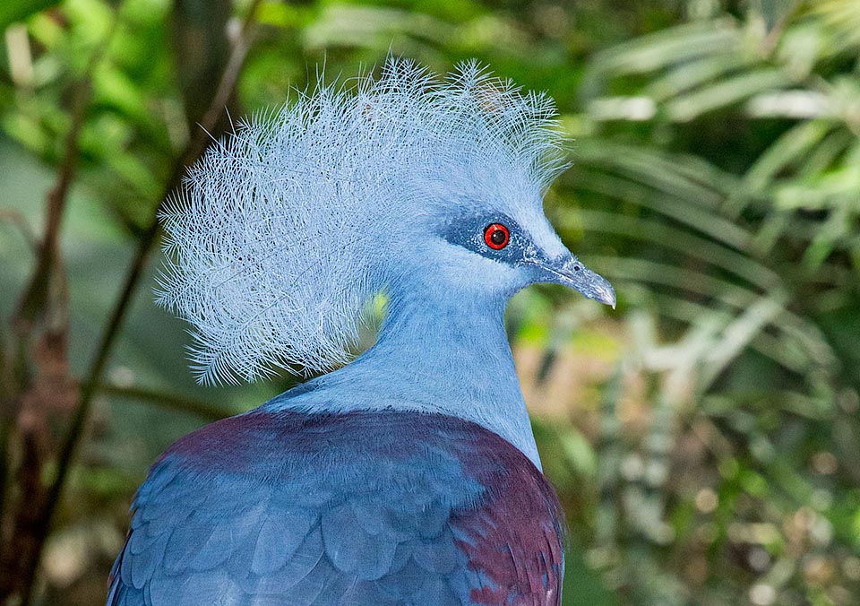 Typical the pompous and fluffy series of feathers very flexible and wavy, on the head like a cowlick similar to a knight crested helmet © Giuseppe Mazza