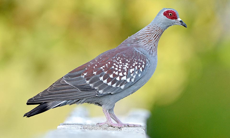 Au contraire, il aime les milieux rocheux et, comme les pigeons communs, il est aujourd'hui totalement à son aise au milieu des habitations humaines © G. Colombo