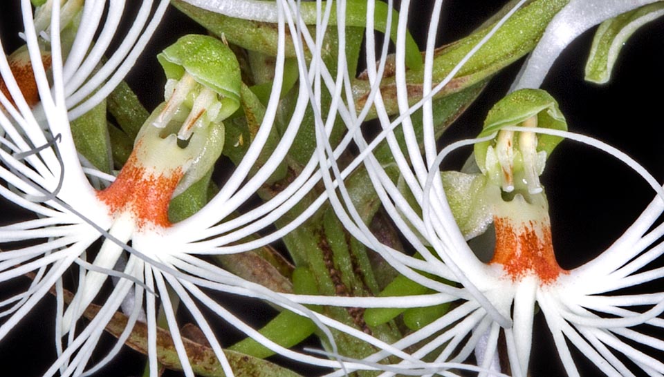 Close-up of the white trilobed labellum with brown red spot at the base. Its cultivation, unfortunately, is not very easy © Giuseppe Mazza