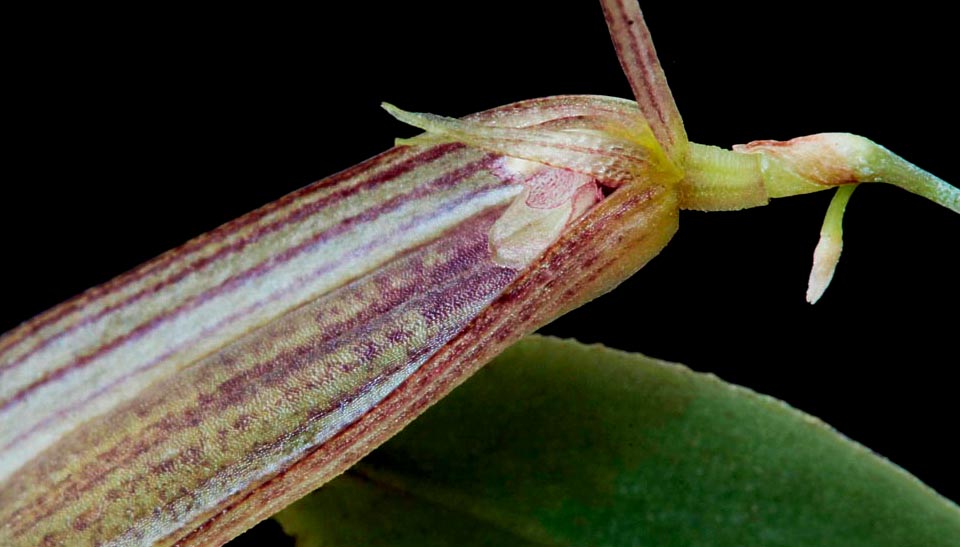 Close-up of the tiny linear-lanceolate petals with sharp apex and of the trilobed labellum with ovate intermedian lobe © Wiel Driessen 