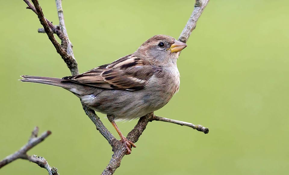 Instead the difference from females of these species is almost zero, apart some brown small spot on the chest and the whitish eyebrow slightly more marked © Mario Maggiordomo