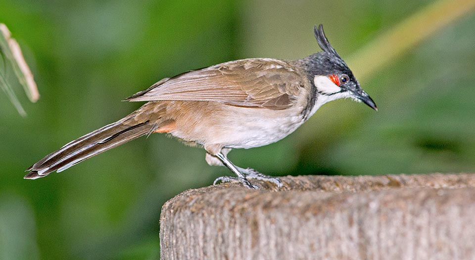 Frugivorous, here searches for leftovers on the tables in a public park but when nesting, with two broods per year, hunts also insects for a bigger protein input © Giuseppe Mazza