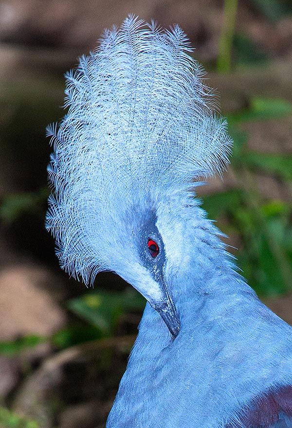 Male and female are so similar that even the breeders struggle to distinguish them © Giuseppe Mazza