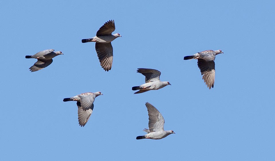 Son vol est puissant et direct avec des battements d'ailes continus et profonds et il peut parcourir des dizaines de kilomètres entre les dortoirs et les lieux d'alimentation © Gianfranco Colombo 