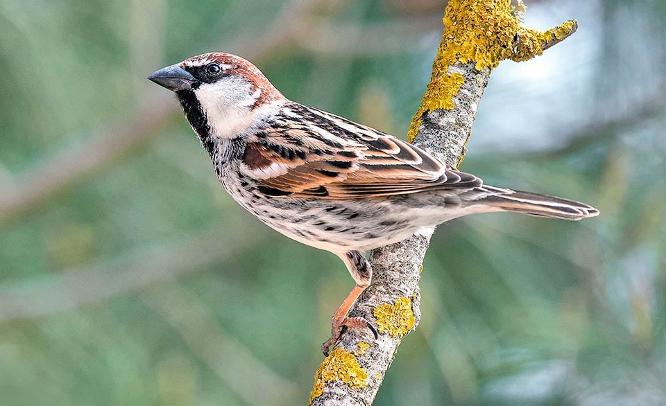 Passer hispaniolensis maschio