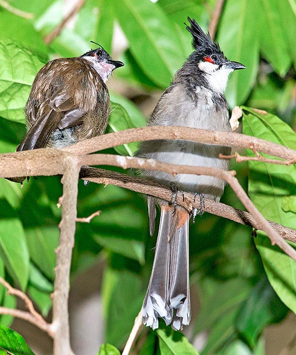 Mother with subadult still without tuft and the characteristic red spot on the cheeks © Giuseppe Mazza