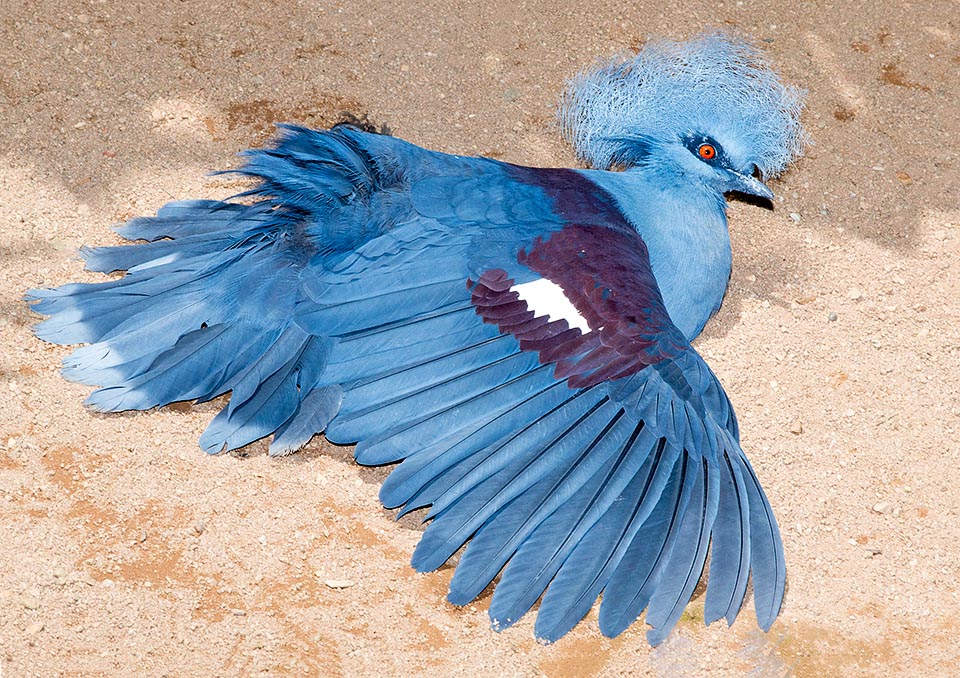 Comme beaucoup d’oiseaux, il aime s’étendre au soleil, ailes ouvertes, afin de les désinfecter après avoir fouillé le sol parmi les mangroves, les fougères arborescentes et les sous-bois impénétrables dans des aires marécageuses. Les épaules et les couvertures des ailes sont d’un bleu plus soutenu, tendant vers le marron-violacé © Mazza