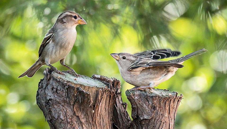 Two females vying for the bite. The Passer hispaniolensis feeding is mainly based on consuming seeds and grains, fruits and wild berries, fresh buds and grass but also, like all sparrows, on insects, including their larvae and chrysalises, particularly in the sensitive time of nesting © Vincenzo Sciumè