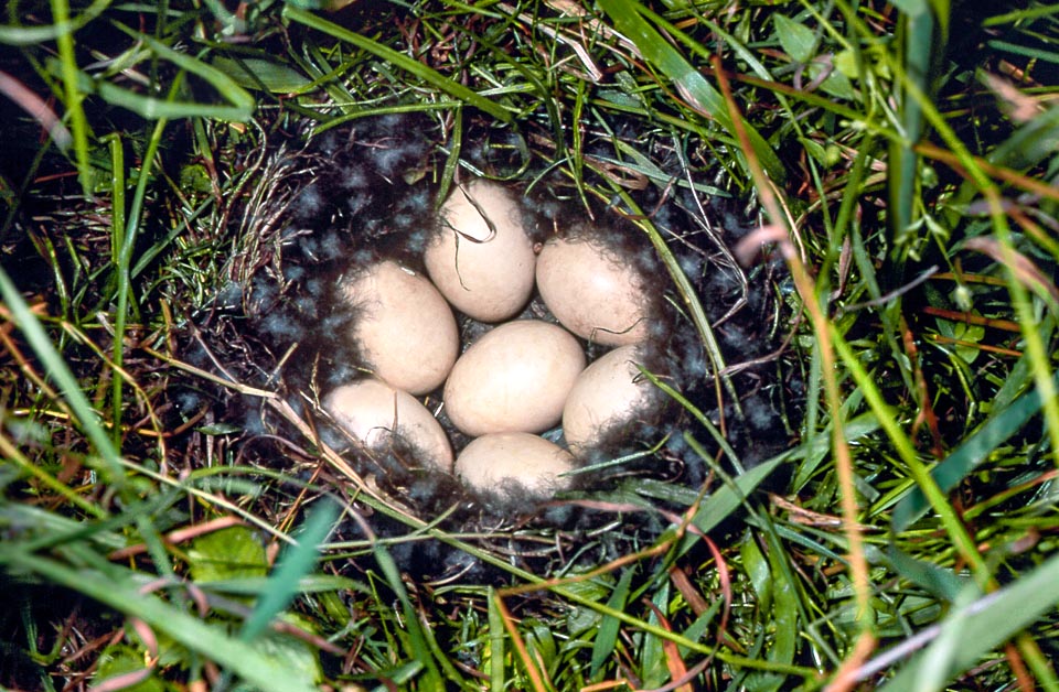 Il nido, che contiene 2-7 uova, è posto al suolo, ben nascosto dalla vegetazione: unica traccia il camminamento creato dalla femmina nell’erba quando esce per nutrirsi © Museo Civico di Lentate su Seveso