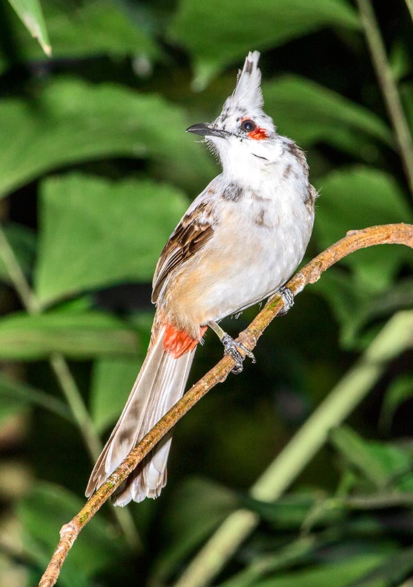 Individu leuciste. Élevé comme animal de compagnie dans le monde entier, il peut vivre plus de 10 ans © Giuseppe Mazza