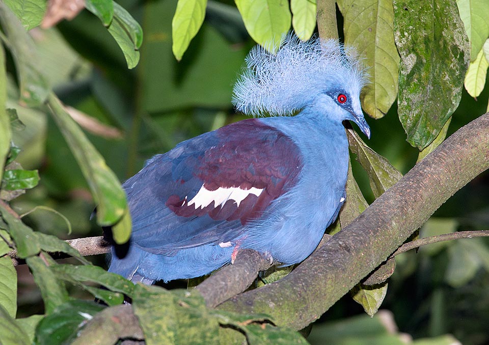 Le nid, une plateforme de branches amassées à différentes hauteurs, ne contient au plus qu’un œuf. Espèce peu prolifique, chassée pour sa viande, ses plumes et pour fournir les parcs zoologiques. Pour ces motifs et à cause du territoire limité qu’ils occupent les gouras sont considérés comme espèces vulnérables © Giuseppe Mazza