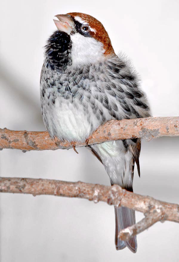 The Spanish sparrow is a social bird, nesting even in crowded colonies, with standing guard males that defend the settlement loudly, signalling it with their insistent chirping © Giuseppe Mazza