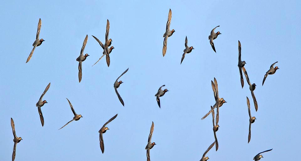 In caso di pericolo le alzavole si alzano tutte in volo, verticalmente, con velocità impensabili da fermo e col rumore di uno scoppio che sconcerta l’aggressore © Colombo 