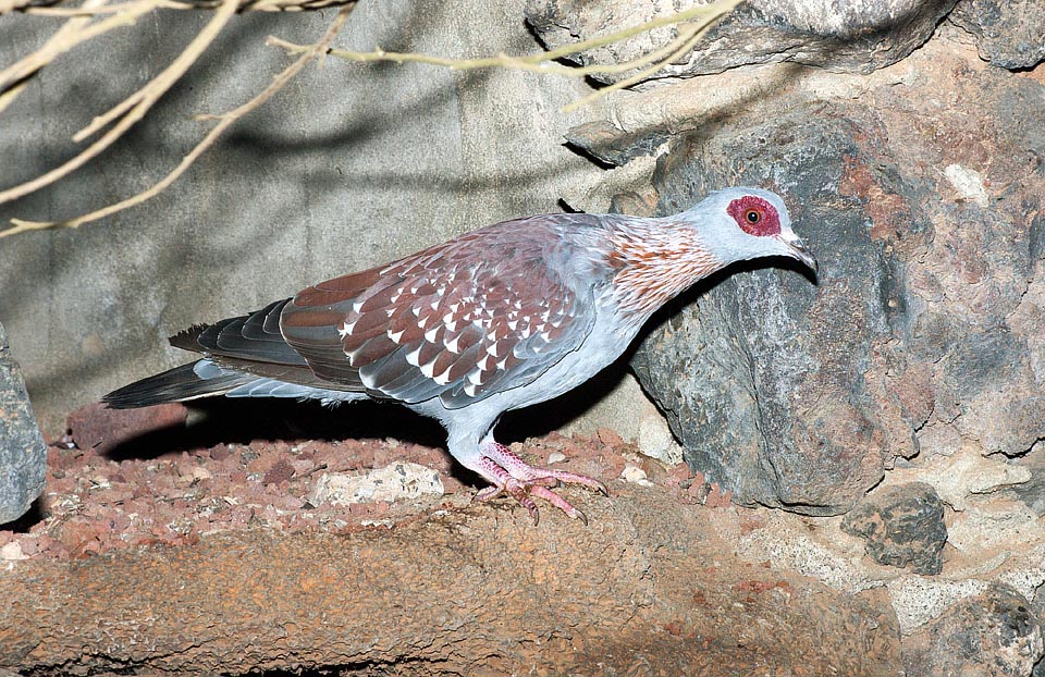 En nature il niche parmi les rochers, amassant des branches apportées par le mâle et entrelacées par la femelle afin de former la plateforme qui accueillera les deux œufs habituels chez les colombidés. En ville il colonise toits et arcades mais risque ainsi de passer à la casserole. Dans ces lieux où la faim court souvent plus vite qu'un oiseau © Giuseppe Mazza