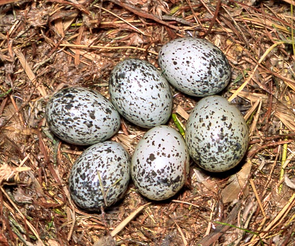 Passer hispaniolensis nido con uova