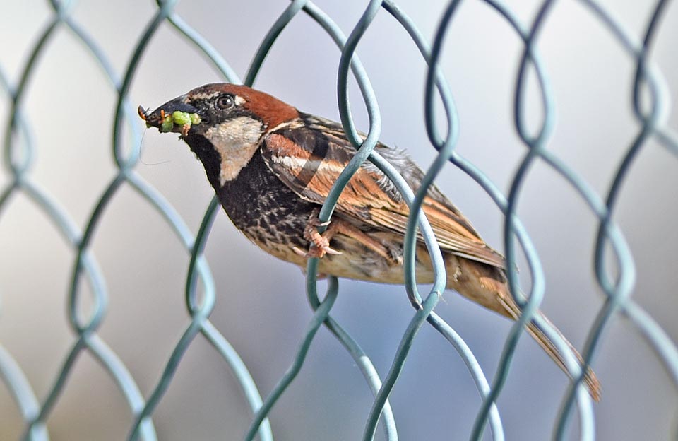 Passer hispaniolensis maschio anche insettivoro