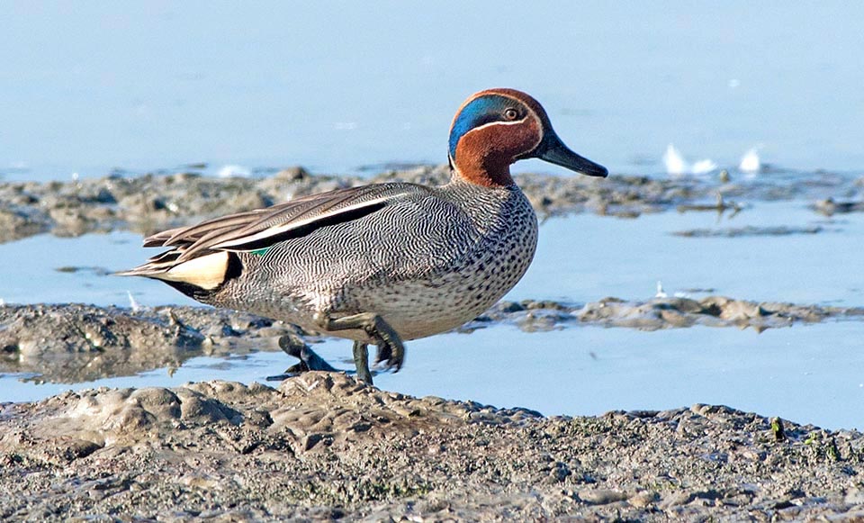 Molto legate all’acqua, passano tre quarti della giornata, notte inclusa, a nutrirsi di piante acquatiche, insetti, crostacei, molluschi e granaglie con razzie nei campi © Gianfranco Colombo 