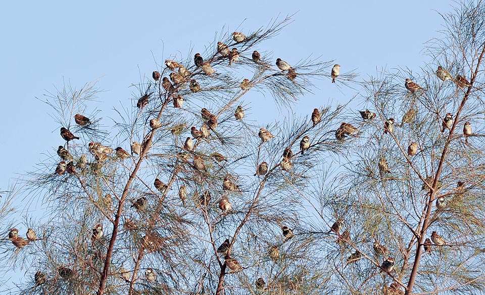 In Europe it has a fragmented diffusion and hybridizes often with common sparrow. In winter it's easy to see dense flocks leaving from common dorms looking for food © Gianfranco Colombo 