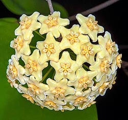 Hoya dischorensis Monaco Nature Encyclopedia