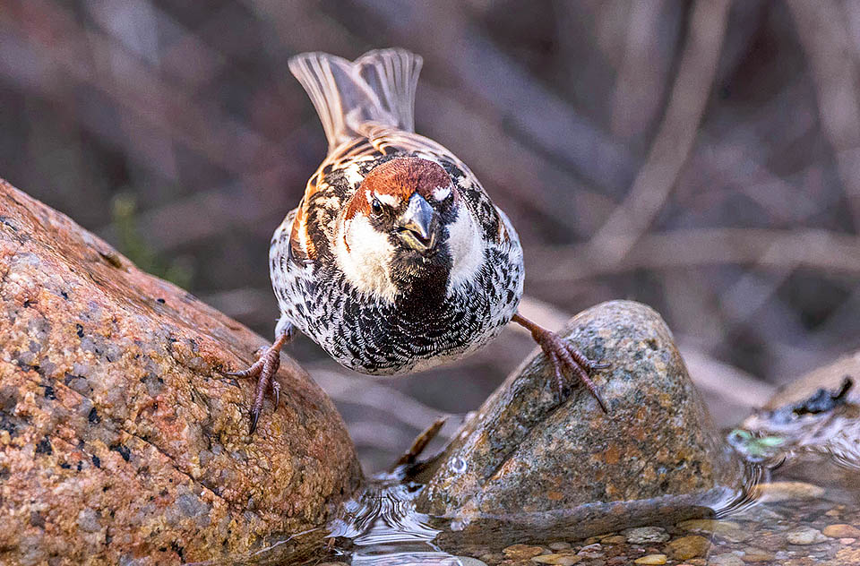 A watering to cool down and then go. Even if some European populations display weakness signs, in its whole the Passer hispaniolensis is not an endangered species © Gian Franco Depalmas