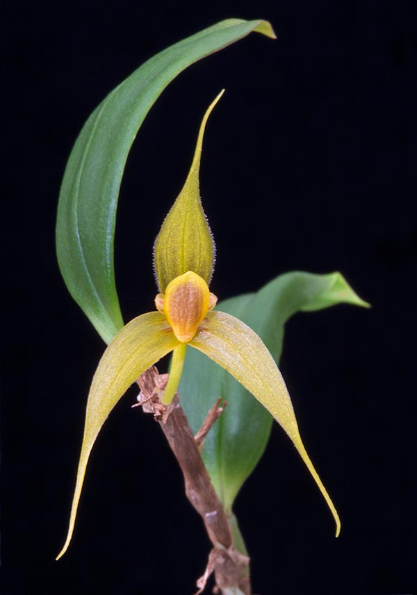 Originaire de Papouasie-Nouvelle Guinée, Bulbophyllum erythrosema est une épiphyte, rare en culture, au mode de croissance particulier. Inflorescence d'environ 3 cm à fleur unique © Giuseppe Mazza