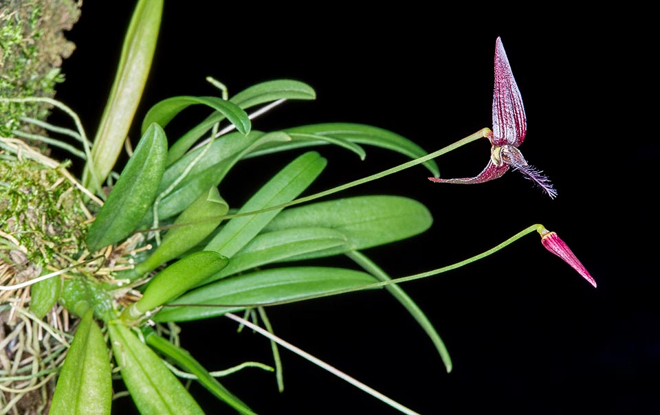 Épiphyte au rhizome rampant des Moluques et de Nouvelle-Guinée, Bulbophyllum linearilabium est une orchidée miniature insolite © Giuseppe Mazza