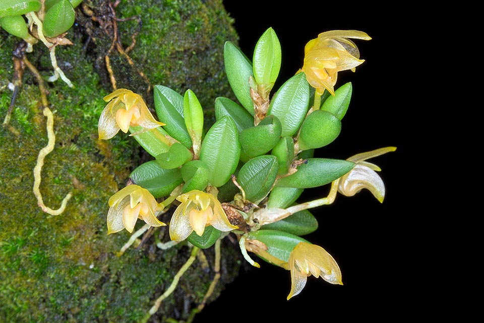 Native to South-East Asia, Bulbophyllum mutabile is an epiphyte with variable look due to the colour of the flowers changing from greenish to orange © Giuseppe Mazza