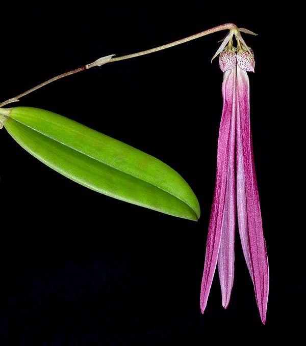 Bulbophyllum plumatum est une petite épiphyte des Philippines, de Malaisie péninsulaire et de Sumatra © Giuseppe Mazza