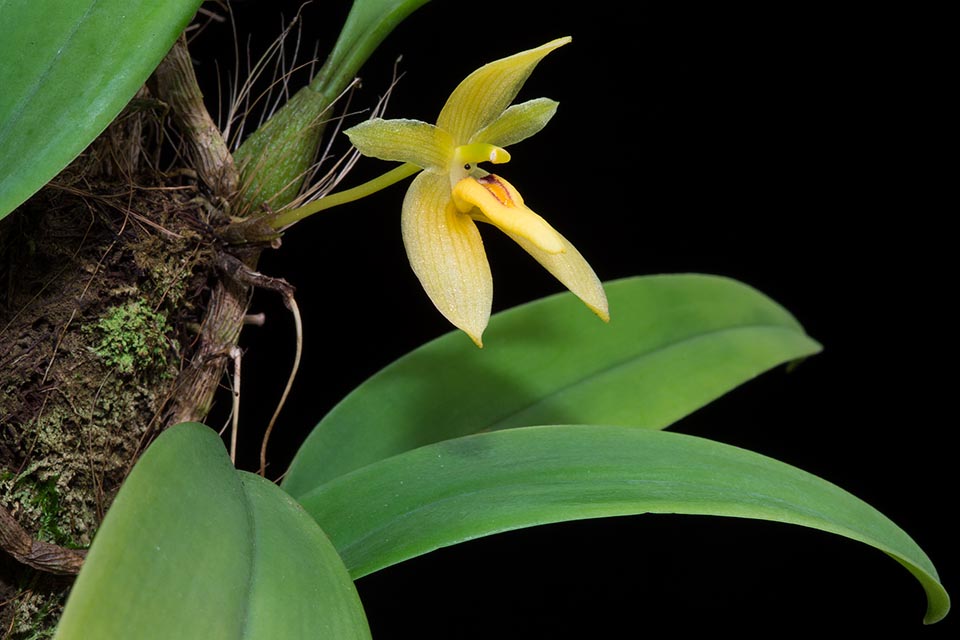 Bulbophyllum pileatum est une épiphyte à rhizome rampant, s’enracinant aux nœuds, des forêts humides du sud-est asiatique © Giuseppe Mazza