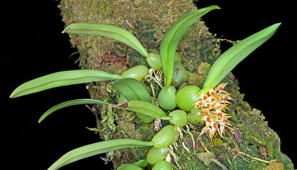 Endémique de Taiwan et menacée d’extinction dans la nature, Bulbophyllum rubrolabellum est une orchidée épiphyte miniature, rarement présente dans les collections © Giuseppe Mazza