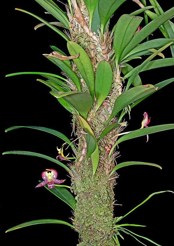 Especie vigorosa de flores relativamente grandes y atractivas, que emanan una agradable y delicada fragancia, el Bulbophyllum grandifolium de Nueva Guinea merecería una mayor difusión hortícola © Giuseppe Mazza