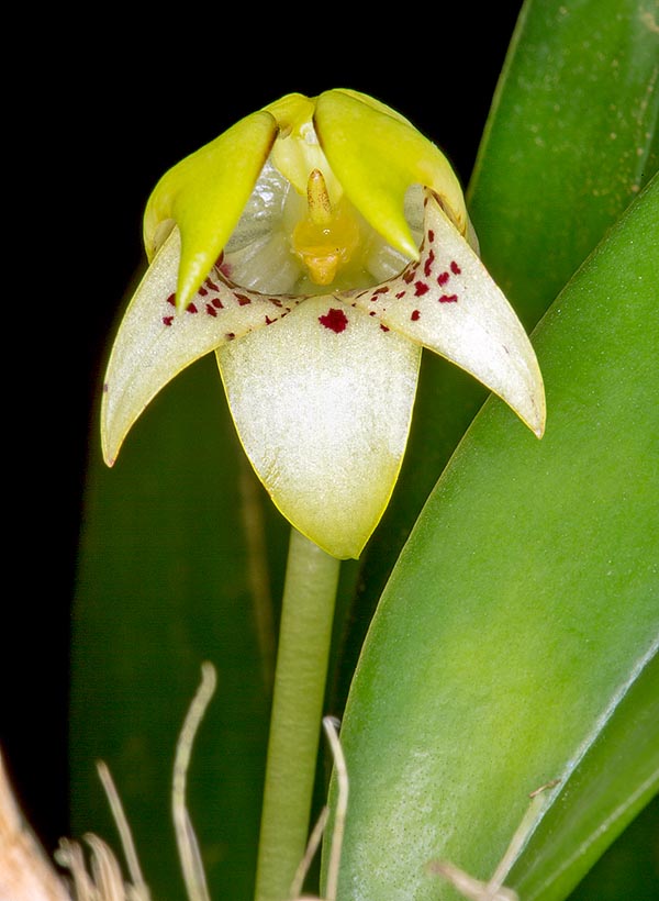 The flowers, not opening comletely, are pollinated by the fruit flies © Giuseppe Mazza