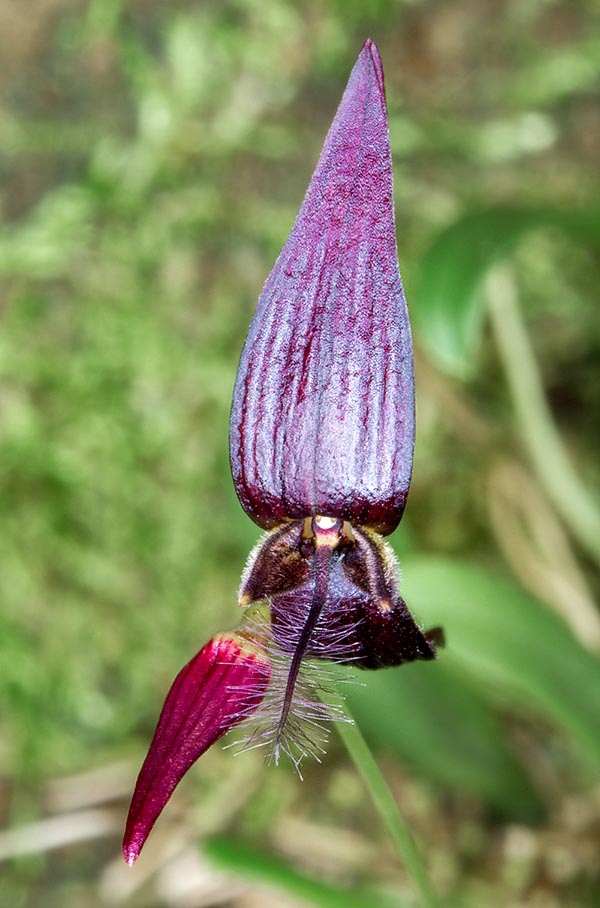 Abundantes florecillas con labelo linear, en conformidad con el epíteto específico © Giuseppe Mazza